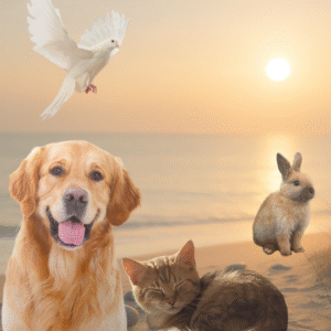 Contact animal défunt