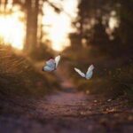 Elodie Médium l'appel d'âmes à la seyne sur mer - contatcs défunts et animaux défunts